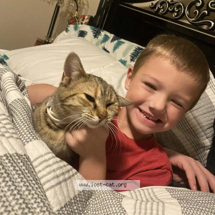 Photo 1/1 Persnickety Chat lost in Shepherdsville