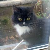 Picture of cat found at Tassin La Demi Lune