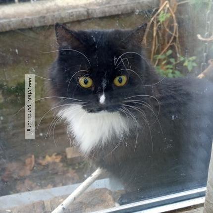 Photo 1/1 Found cat Found in Tassin la demi lune