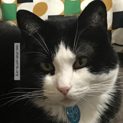 Photo 1/1 Félica Chat lost in Brest