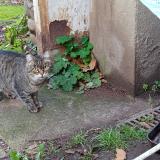 Picture of cat found at Tassin La Demi Lune