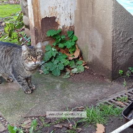Photo 1/1 Found cat Found in Tassin la demi lune