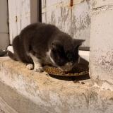 Picture of cat found at Chateauroux