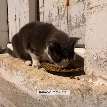 Photo 1/1 Found cat Found in Chateauroux