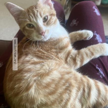 Photo 1/1 Ginger Chat lost in Edmonton