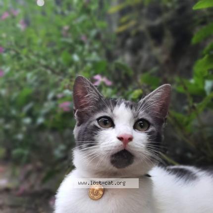 Photo 1/1 Cat reunited Lost in Thiruvananthapuram