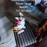 Picture of cat lost at Tampa