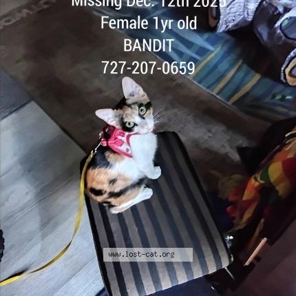 Photo 1/1 BANDIT Chat lost in Tampa