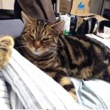 Picture of cat lost at Clermont Ferrand