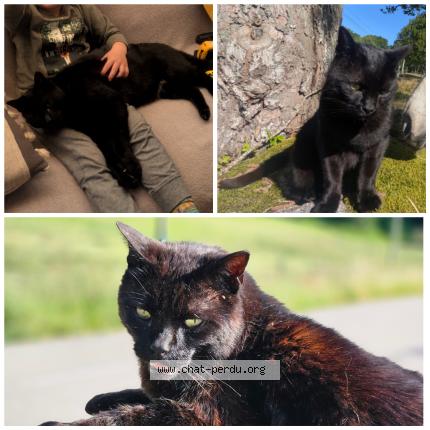 Photo 1/1 sparcco Chat lost in 42660 st regis du coin