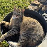 Picture of cat lost at Lunan