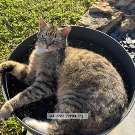 Photo 1/1 Tigrou Chat lost in Lunan