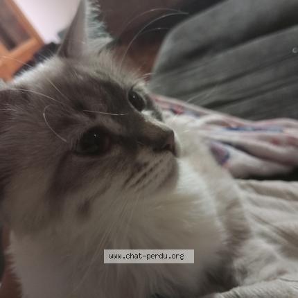 Photo 1/1 Mignonne Chat lost in Entre deux guiers