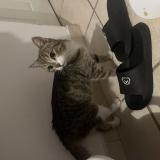 Picture of cat found at Nimes