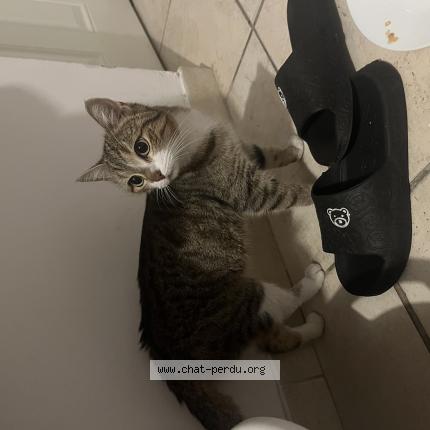 Photo 1/1 Found cat Found in Nimes