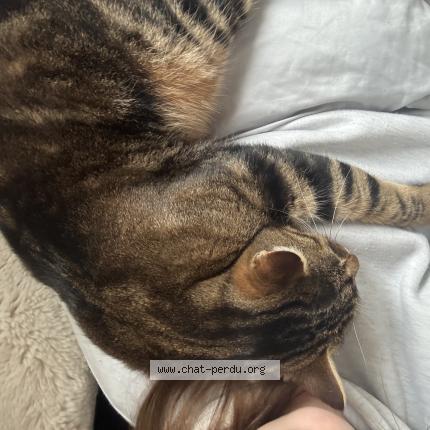 Photo 1/1 Shiva Chat lost in Chateau gontier