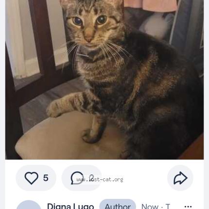 Picture of cat lost at Charlotte