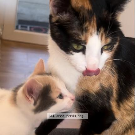 Photo 1/1 Roquette Chat lost in Olivet