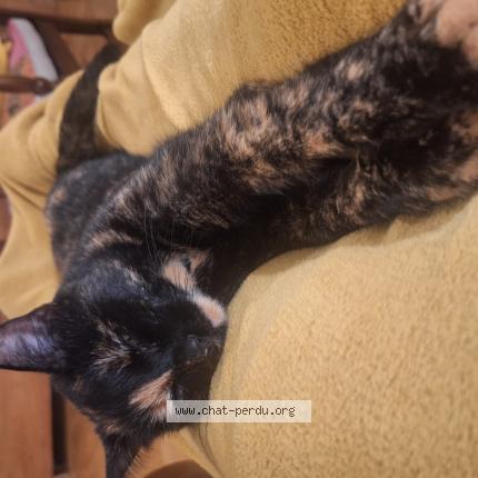 Photo 1/1 Gisèle Friche Chat lost in Lausanne