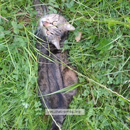 Photo 1/1 Léo Chat lost in Seyssinet pariset