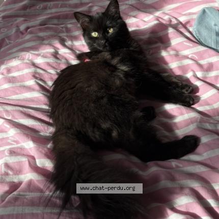 Foto van vermiste kat in Etterbeek