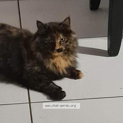 Photo 1/1 Moon Chat lost in Aussillon