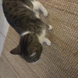 Picture of cat found at Saugnac Et Cambran