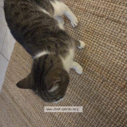 Photo 1/1 Found cat Found in Saugnac et cambran
