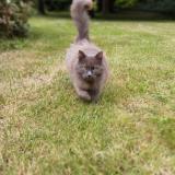 Picture of cat lost at Saint Jean Des Echelles