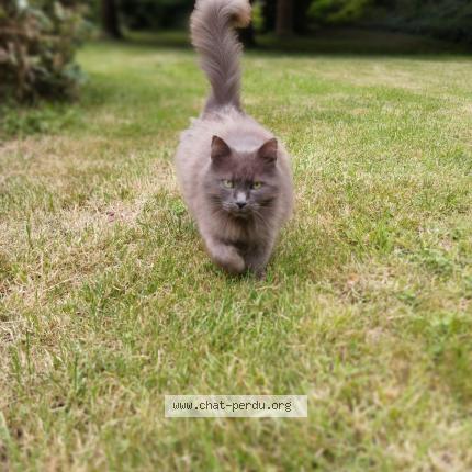 Photo 1/1 Guizmo Chat lost in Saint jean des echelles