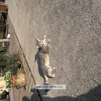 Photo 1/1 Olive Chat lost in Sigean