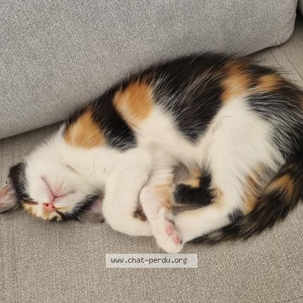 Photo 1/1 Ariel Chat lost in Mirepeix