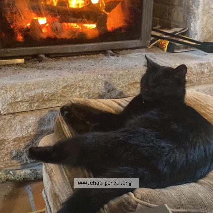 Photo 1/1 Mamdou Chat lost in Plouzane