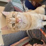 Picture of cat lost at White Salmon