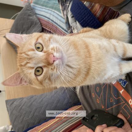 Photo 1/1 Frankie Chat lost in White salmon