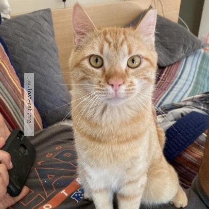 Photo 1/1 Frankie Cat lost in White Salmon