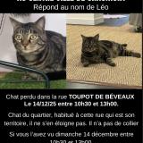 Picture of cat lost at Chaumont