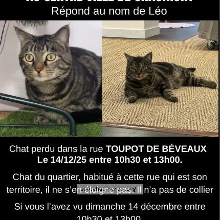 Photo 1/1 Léo Chat lost in Chaumont