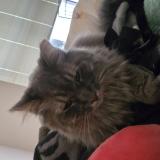 Picture of cat lost at Wisconsin Rapids