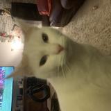 Picture of cat lost at Lafox