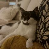 Picture of cat lost at Rebigue