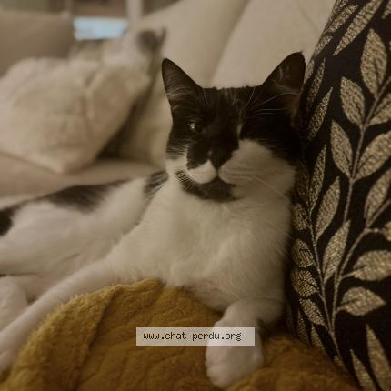 Photo 1/1 Oreo Chat lost in Rebigue