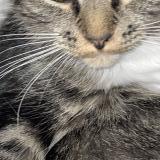 Picture of cat found at Halifax