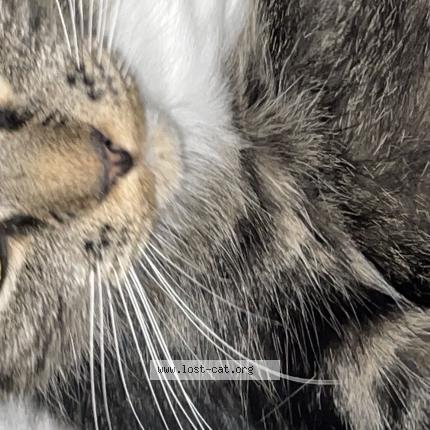 Photo 1/1 Found cat Found in Halifax