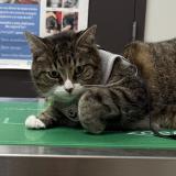 Picture of cat lost at Laval