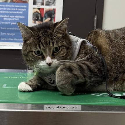 Photo 1/1 Milo Chat lost in Laval