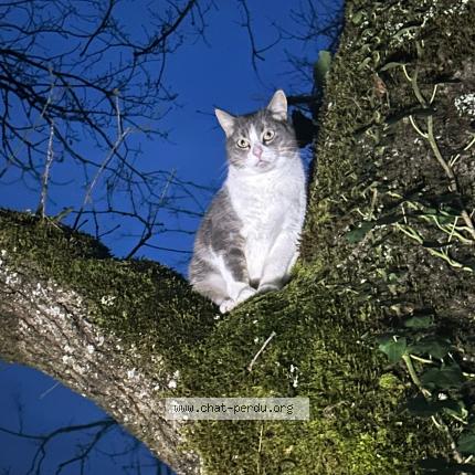 Photo 1/1 Meï Chat lost in Le change