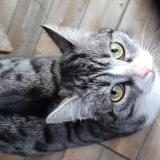 Picture of cat found at Salome