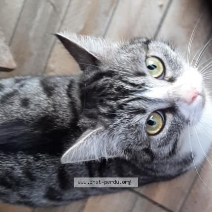 Photo 1/2 Found cat Found in Salome