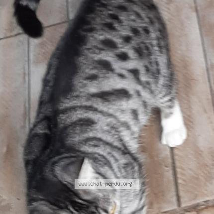 Photo 2/2 Found cat Found in Salome